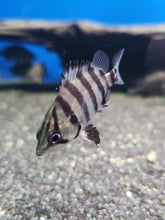 Load image into Gallery viewer, Datnoid polata (tigerfish)
