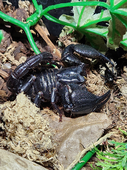 Indonesia Blue Scorpion
