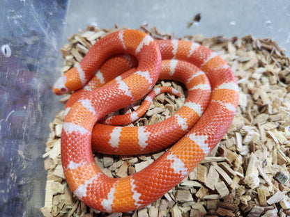 Tangerine Albino Honduran Milk Snake