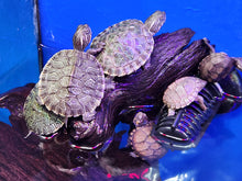 Load image into Gallery viewer, Mixed turtles musk, maps and cooters
