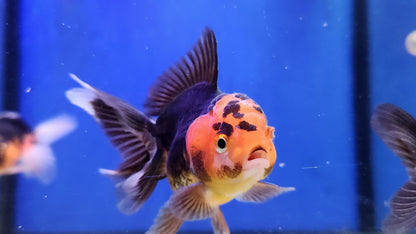 Panda and tri colour oranda.
