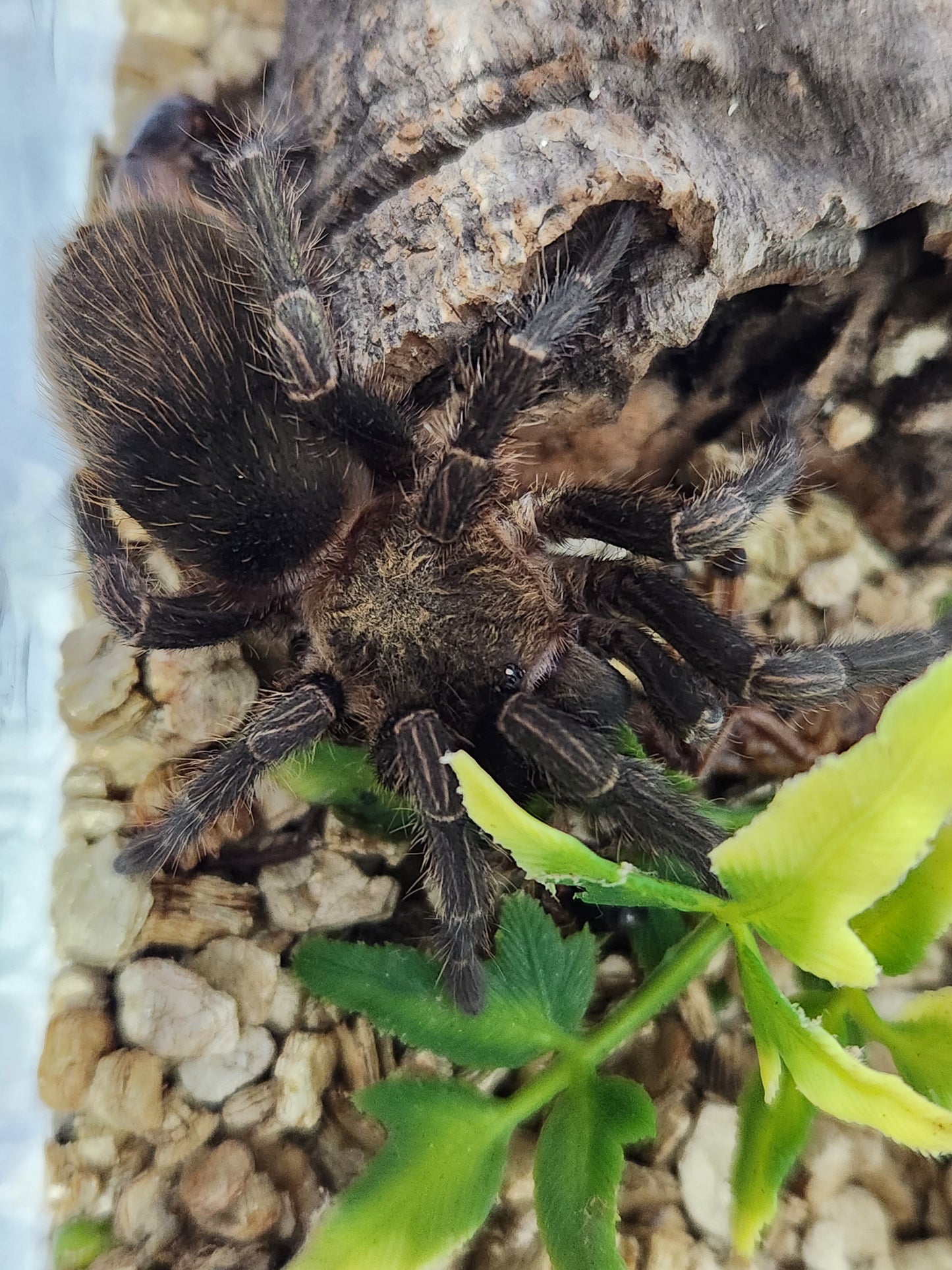 Bumba Horrida