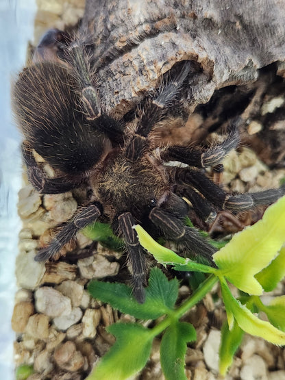 Bumba Horrida