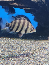Load image into Gallery viewer, Datnoid polata (tigerfish)
