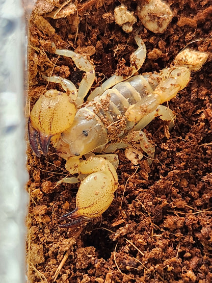 Israeli Gold Scorpion