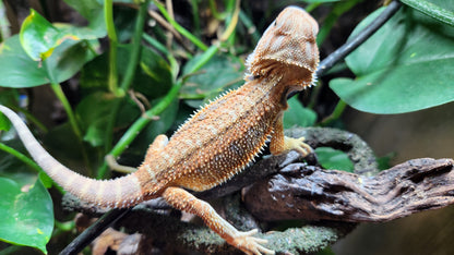 Bearded dragon