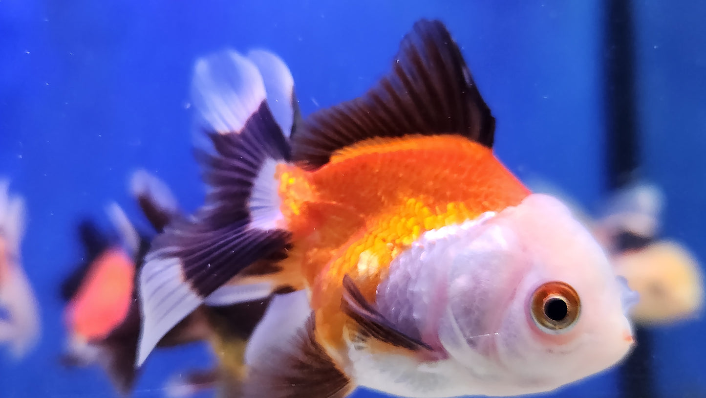 Panda and tri colour oranda.