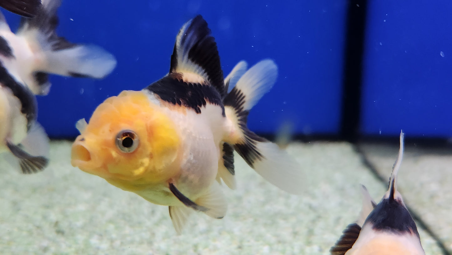 Panda and tri colour oranda.