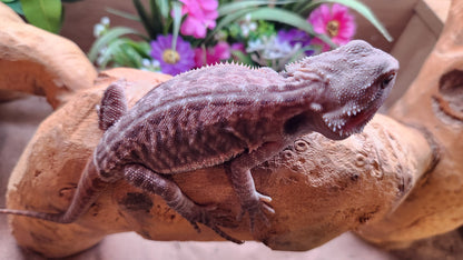 Bearded dragon