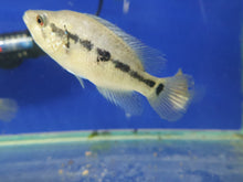 Load image into Gallery viewer, Wolf Cichlid Parachromis dovii
