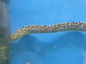 Leopard moray eel freshwater