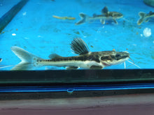Load image into Gallery viewer, Shovelnose x redtail catfish hybrid
