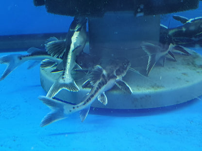 Shovelnose x redtail catfish hybrid