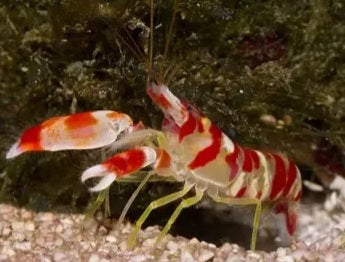 Pistol shrimp