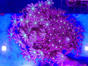 Neon green mixed clove polyp coral