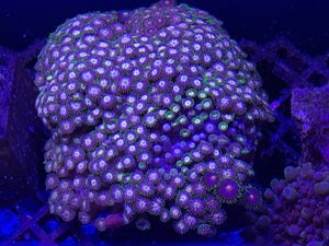 Large mixed rock of zoanthids