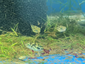 Freshwater pea best sale puffer