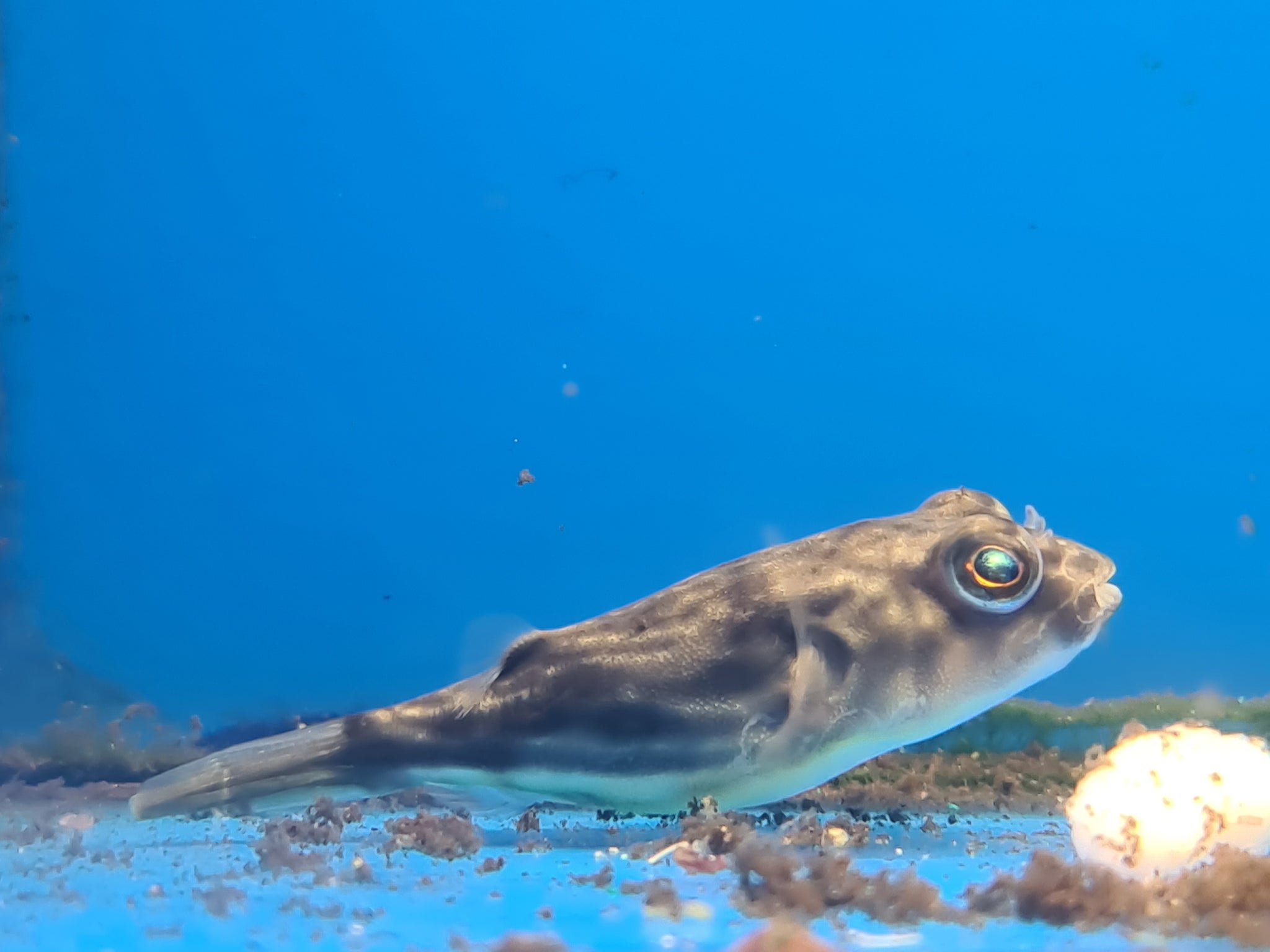 Fahaka puffer on sale care