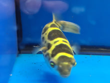 Load image into Gallery viewer, Topaz puffer 12-15cm
