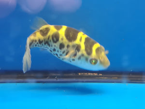 Topaz puffer 12-15cm