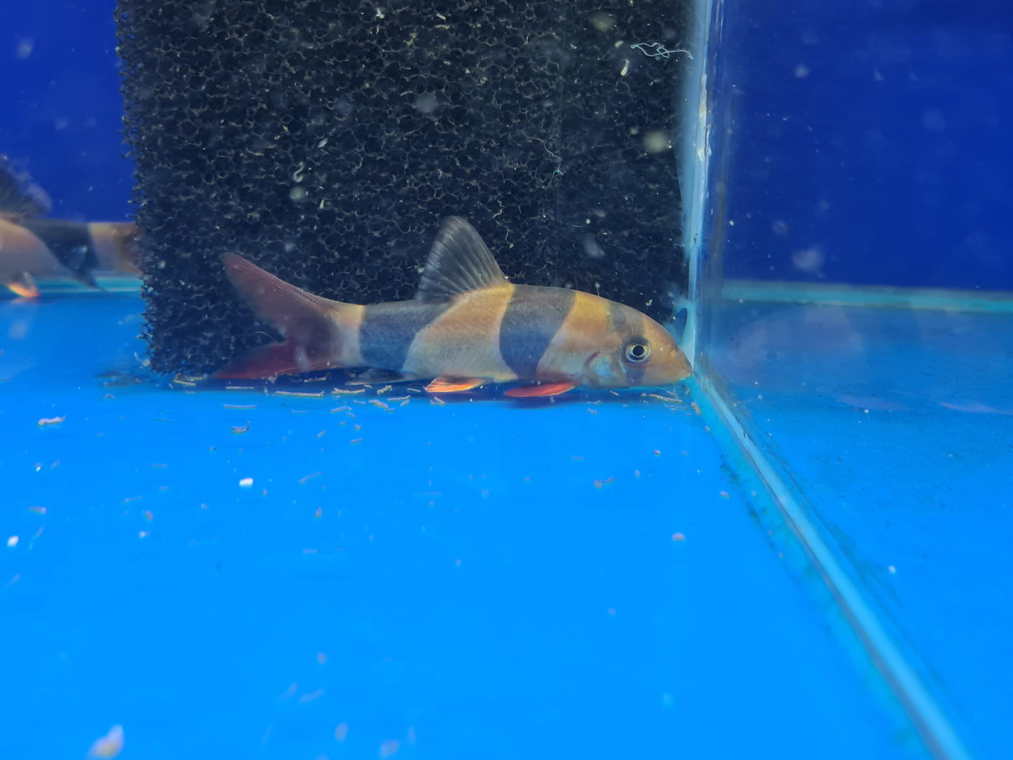 Clown loach