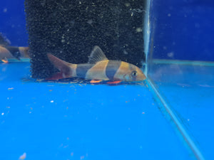 Clown loach 4 inch