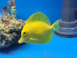 Yellow Tang