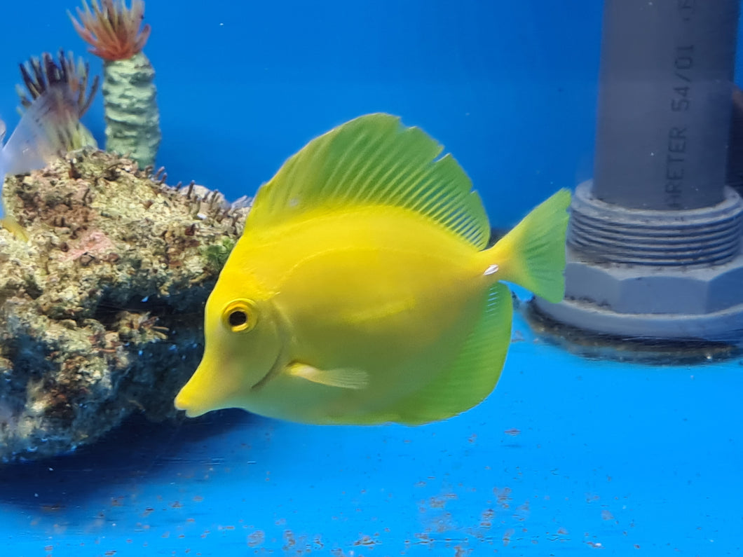 Yellow Tang