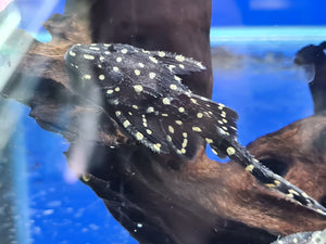 Acanthicus adonis  pleco