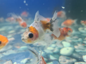 Calico oranda