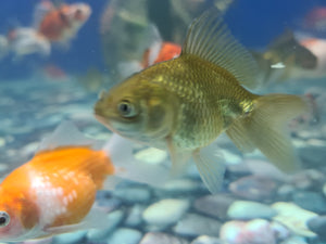 Chocolate oranda 2-3inch