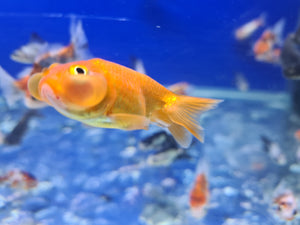 Celestial eye goldfish 2-3inch