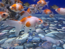 Load image into Gallery viewer, Pearlscale goldfish 2-3inch
