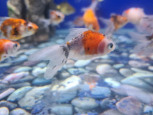 Load image into Gallery viewer, Calico oranda
