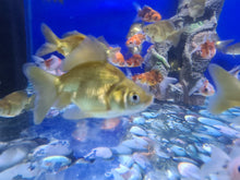 Load image into Gallery viewer, Chocolate oranda 2-3inch
