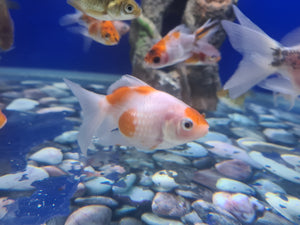 Pearlscale goldfish 2-3inch