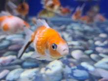 Load image into Gallery viewer, Pearlscale goldfish 2-3inch
