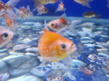 Load image into Gallery viewer, Pearlscale goldfish 2-3inch
