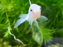 Load image into Gallery viewer, white oranda fantail goldfish 2-3
