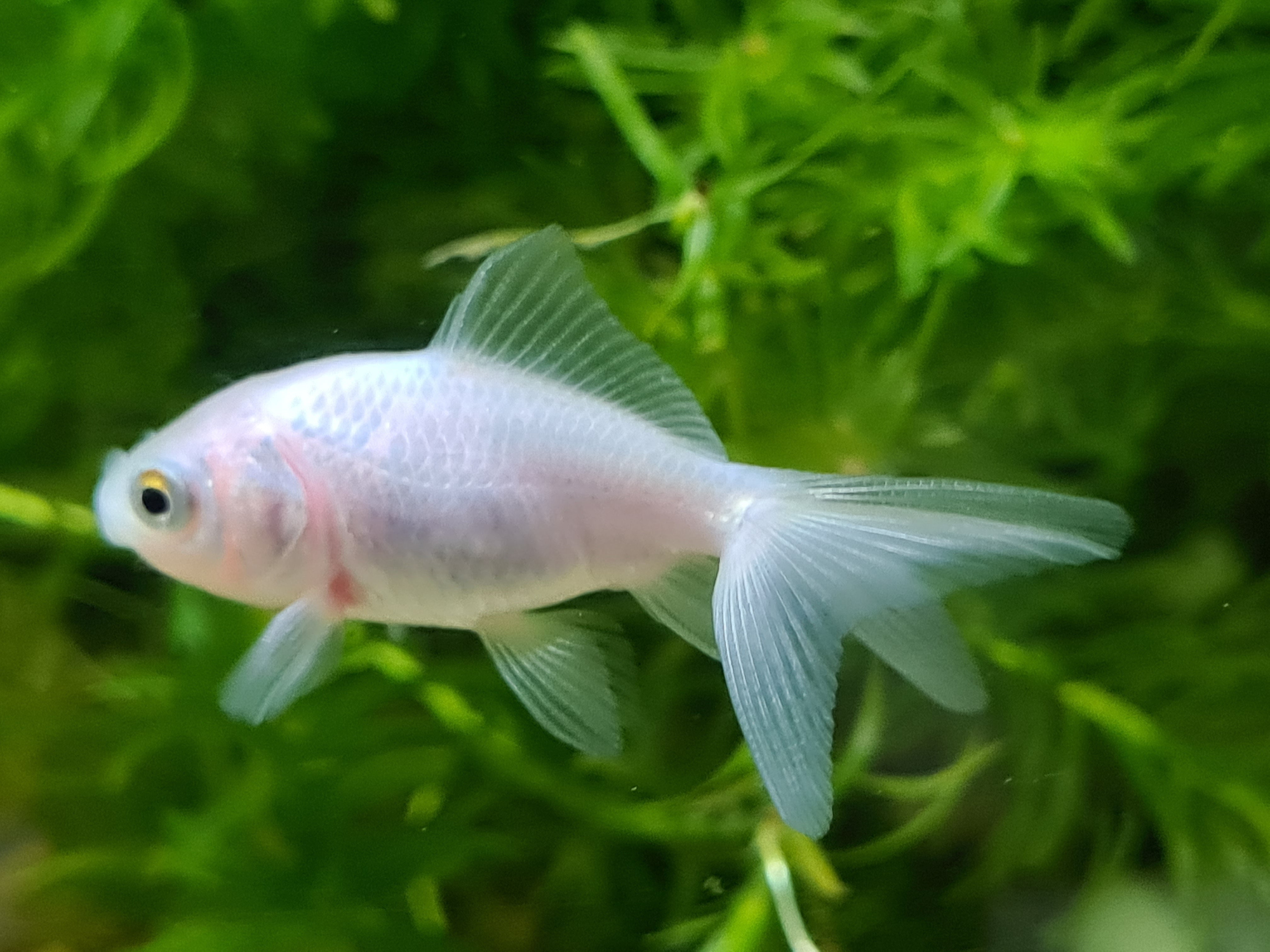 2 Live Oranda Fantail Goldfish - 2 To 2.5 Inches - For Pond Or Aquarium - FAST SHIP