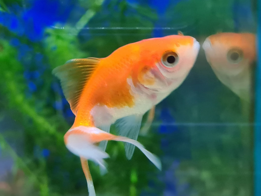 Red and white oranda fantail goldfish 2-3