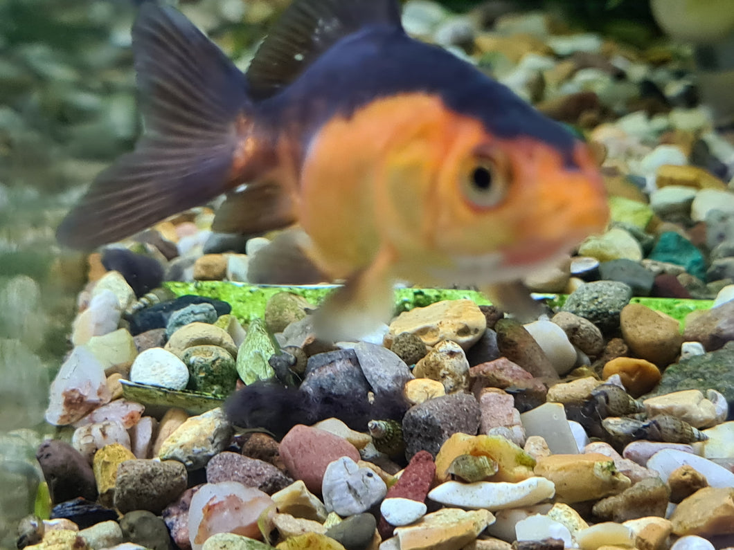Red and black oranda fantail goldfish 2-3