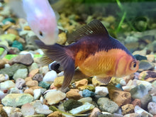 Load image into Gallery viewer, Red and black oranda fantail goldfish 2-3
