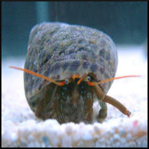 Rock hermit crab