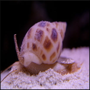Nassarius snails
