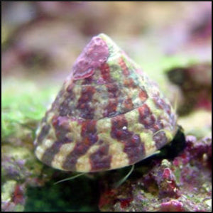 Banded trochus snail