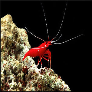 Blood red shrimp