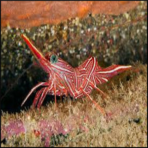 Dancing/camel shrimp
