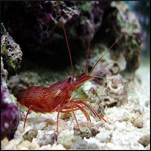 Peppermint shrimp
