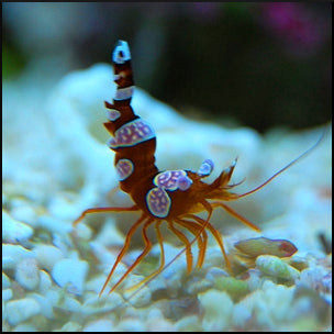Sexy anemone shrimp